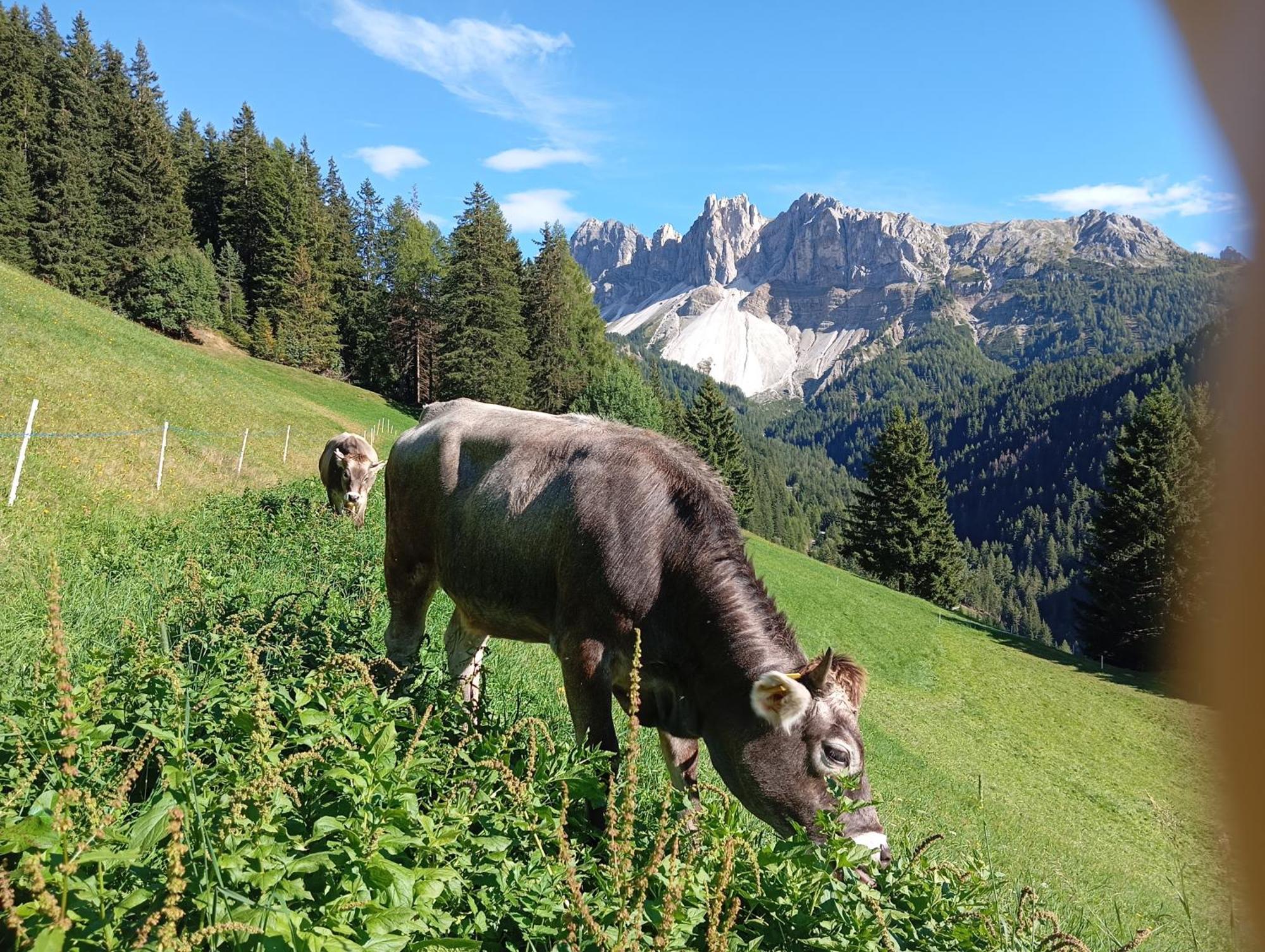 Zimmererhof Brixen Exterior foto